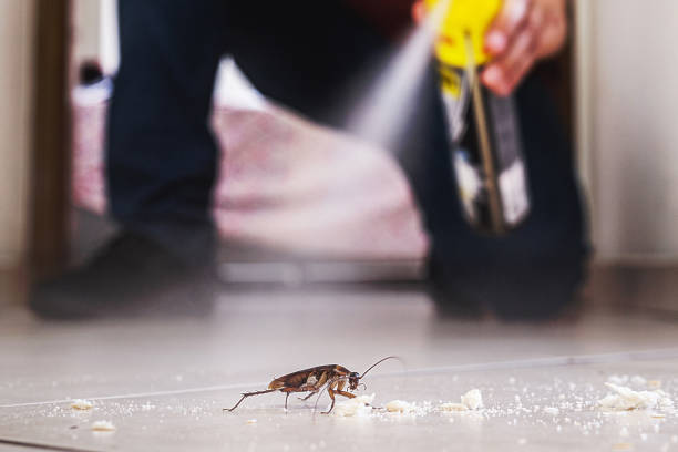 Flea Control Services in Oak Park, IL